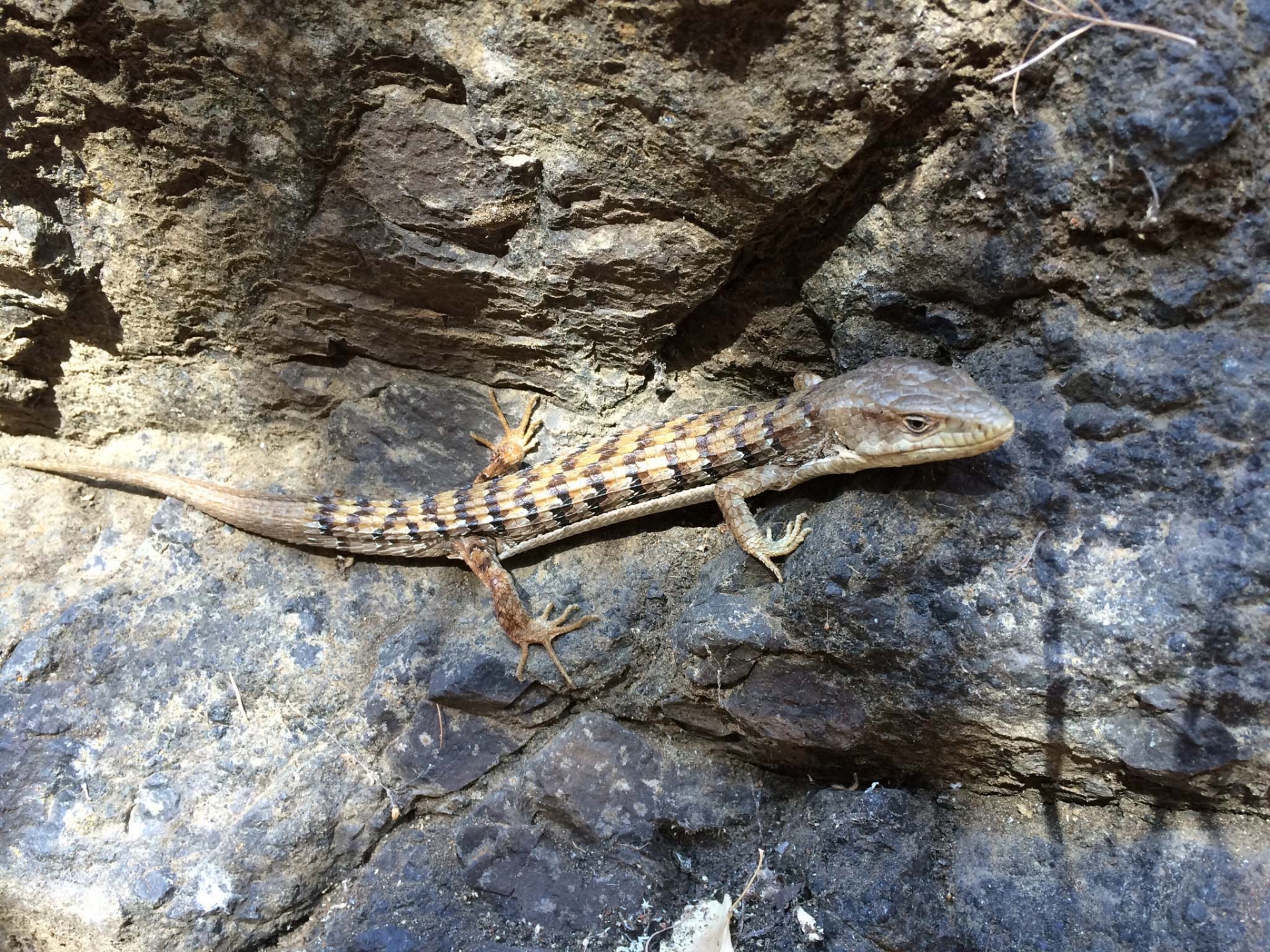 A Southern Alligator Lizard