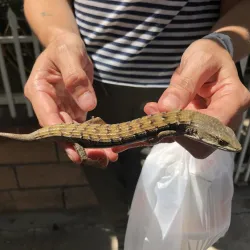 The Southern Alligator Lizard (Elgaria multicarinata) is the focus of a recently published paper co-written by Bree Putman, CSUSB assistant professor of biological sciences.