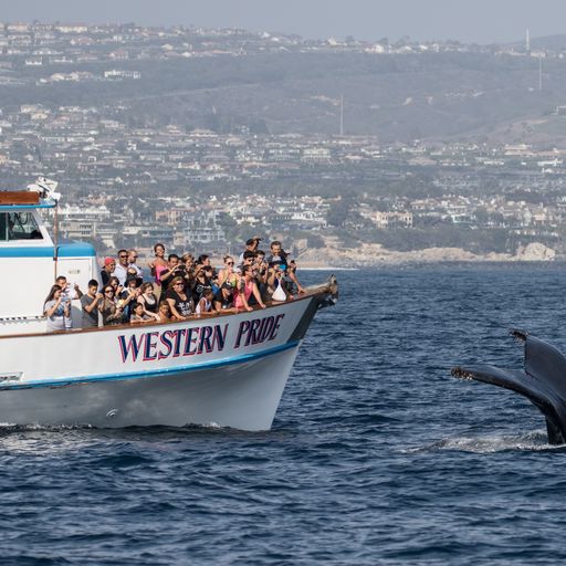 people on a boat looking for whales