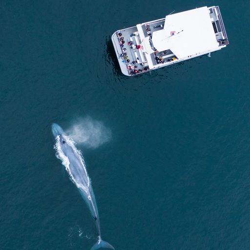 looking down on whale and a boat nearby
