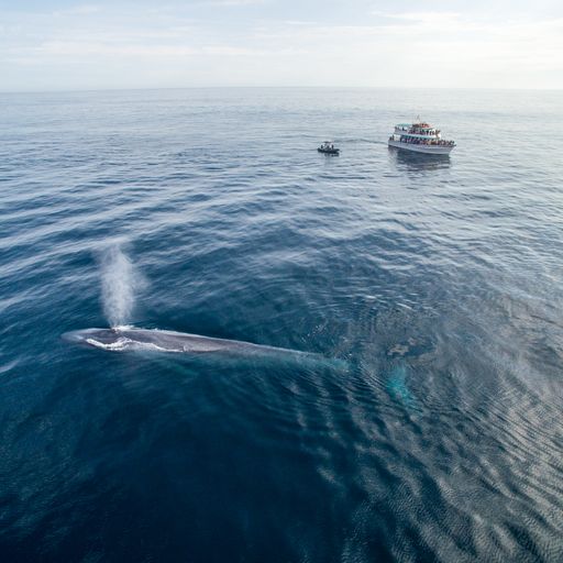 whale in ocean with boat watching